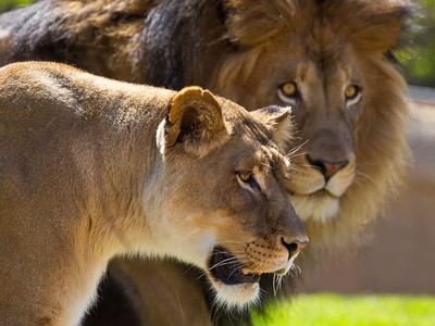 Cơn thịnh nộ của sư tử cái