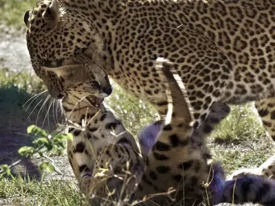 Màn săn mồi khó tin của báo hoa mai