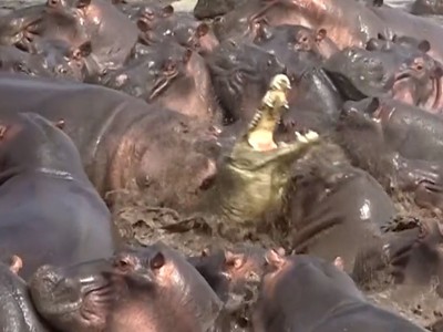 Hà mã "làm gỏi" cá sấu