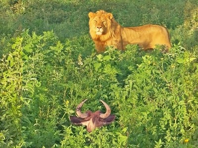 "Công chúa" linh dương đầu bò ngủ quên trong rừng và cơn ác mộng về "hoàng tử" sư tử