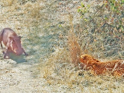 Màn giăng bẫy săn mồi hoàn hảo của báo hoa mai