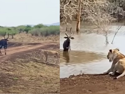 Con vật hiếm hoi có thể sống sót sau màn tập kích của cả sư tử và cá sấu châu Phi