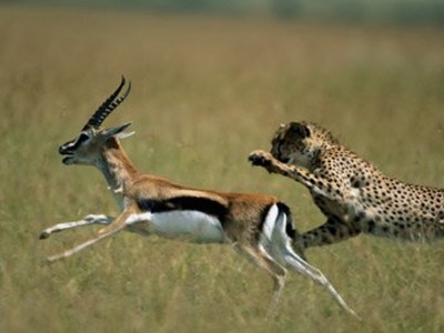 Bị dồn đến đường cùng, chiến binh linh dương quyết chơi "khô máu" với đàn báo đốm