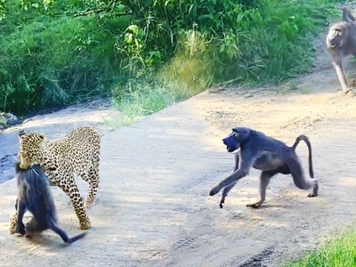 Kế hoạch hoàn hảo của báo hoa mai và màn chống trả quyết liệt của khỉ đầu chó