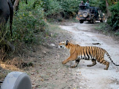 Đang thong dong cưỡi voi, nhóm du khách bất ngờ bị hổ Bengal vồ