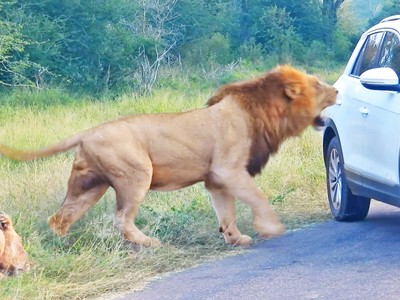 Tò mò trước cảnh "hâm nóng tình cảm" của cặp đôi sư tử, du khách suýt phải trả giá đắt