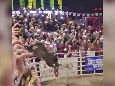 Bò tót vượt rào, húc vào đám đông giữa sự kiện 
