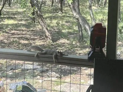 Thời tiết quá oi bức, sóc nhỏ tuyệt vọng phải tìm đến nhà dân để "hưởng ké" quạt mát và cái kết mỹ mãn