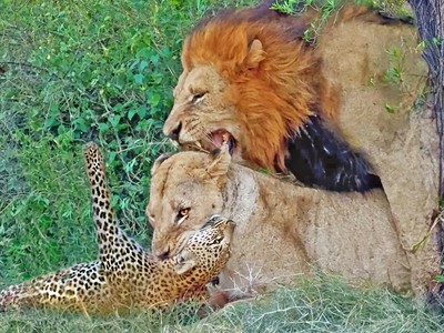 Sư tử đực có hành động bất ngờ ngay giữa cuộc chiến gay cấn với báo hoa mai