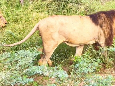 Bất lực vì tuổi tác, linh cẩu già nộp mạng cho đàn sư tử