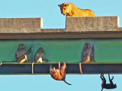 Tuyệt chiêu né sư tử "cực độc" của đàn khỉ đầu chó