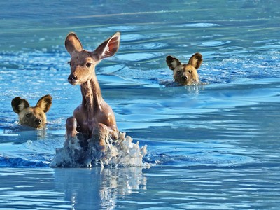 Chó hoang hóa thân thành"vận động viên bơi lội", truy đuổi con mồi cực gắt