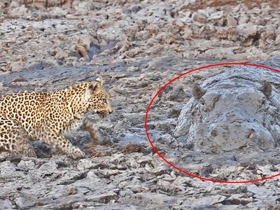 Đang đi săn báo hoa mai bất ngờ chạm trán "quái thú" trong vũng bùn