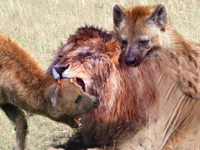 Đang mải mê tận hưởng con mồi, linh cẩu bất ngờ bị sư tử giáng đòn trừng phạt khủng khiếp