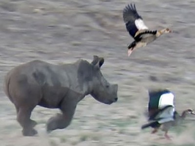 Ai ngờ những chiến binh tê giác lại có ngày đi "đuổi chim, bắt bướm"