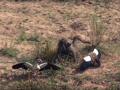 Phi vụ thế kỷ của khỉ đầu chó