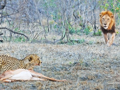 Nỗi đau của báo săn: Bắt buộc phải bỏ con mồi vì gặp phải "khắc tinh"