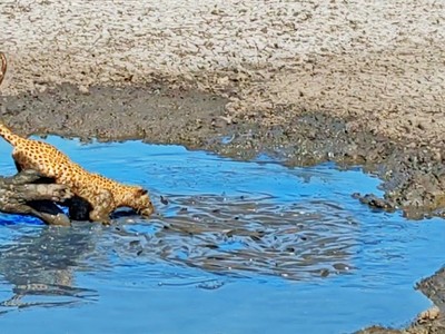 Màn trình diễn "mukbang" độc đáo của báo hoa mai