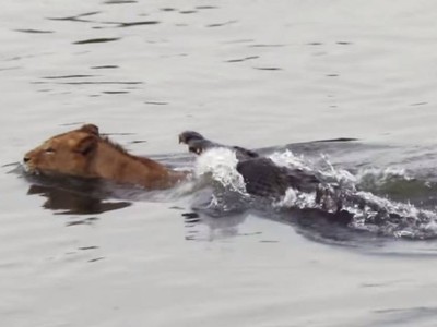 Tử chiến trên sông Sabie: Khi chúa tể đồng cỏ gặp hung thần sông nước