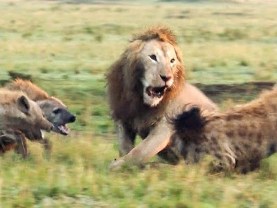 Cái bẫy "nham hiểm" nhắm tới Vua sư tử của bầy linh cẩu gian xảo