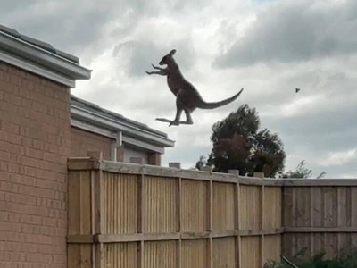 Tuyệt đỉnh kangaroo: Cú nhảy thăng thiên khiến người xem phải "há hốc miệng" kinh ngạc