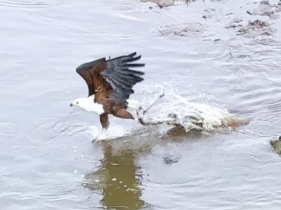 Hỗn chiến vùng sông nước: Khi thần ưng đối đầu bá vương đầm lầy