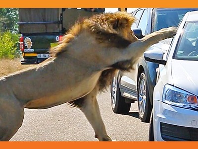 Ranh giới mong manh vừa trải nghiệm và nguy hiểm: Khi Vua sư tử nổi giận