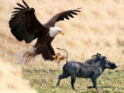 Bí mật săn mồi của đại bàng Martial: Từ quan sát đến tấn công đối thủ