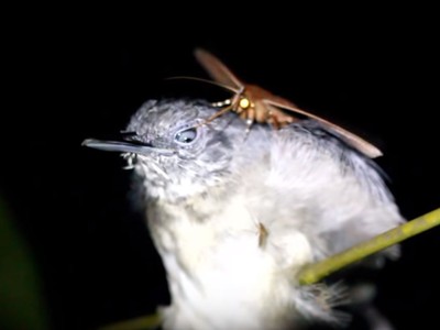 Khám phá mới về loài bướm đêm "ma cà rồng" hút nước mắt động vật