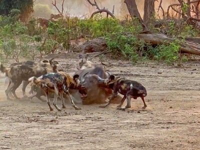 Sư tử xóa sổ toàn bộ "chiến lợi phẩm" của đàn chó hoang
