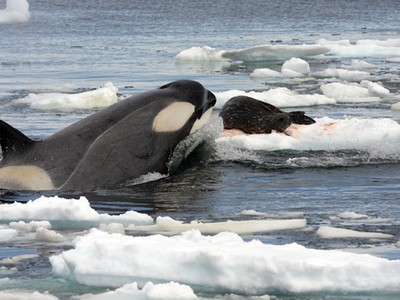 Bá chủ đại dương: Bí mật đằng sau sức mạnh của cá voi sát thủ