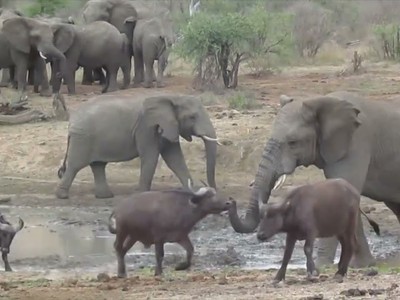 Khi Voi khổng lồ "ngạo nghễ" thách thức đàn Trâu rừng châu Phi