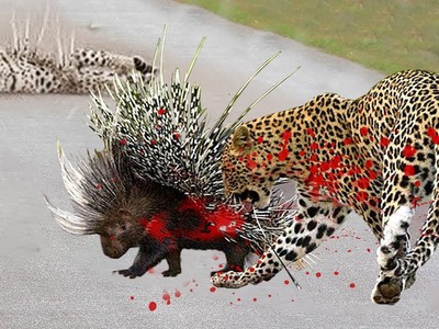 Khi vua săn mồi gặp bậc thầy phòng thủ