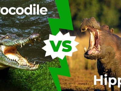 Hà mã đối đầu cá sấu khổng lồ để cứu con