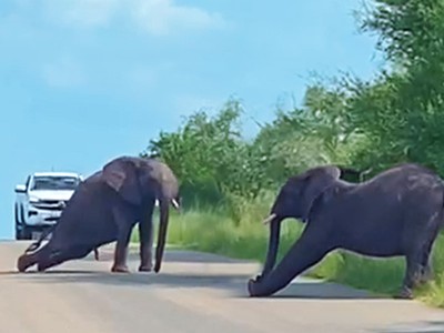 Độc lạ châu Phi: Những chú voi khổng lồ "tập thể dục"