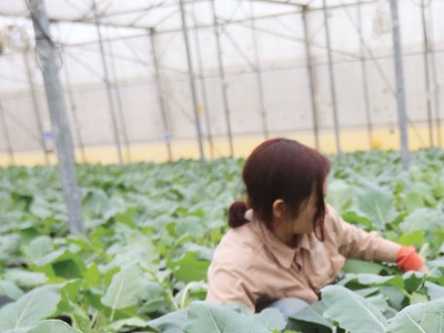 Xuất khẩu rau quả: Kỳ vọng nối dài kỳ tích