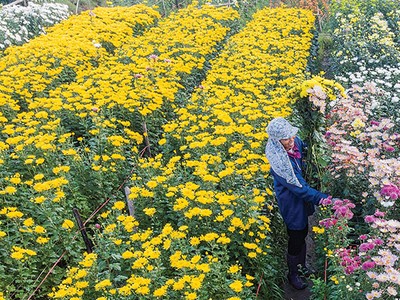 Hoa nở bên đời