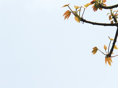 Hái lộc… chẳng bằng trồng cây