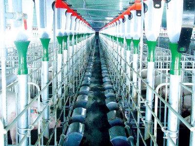 Khung cảnh bên trong trang trại nuôi heo của Mavin.