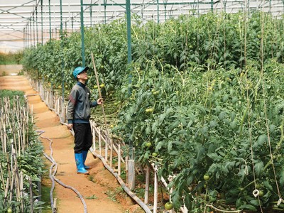 Tín dụng vào các lĩnh vực ưu tiên vẫn có điều kiện để tăng trưởng cao