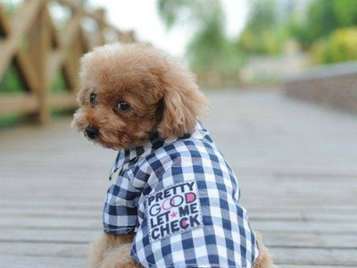 Shop phụ kiện thú cưng online ăn nên làm ra nhờ sản phẩm độc