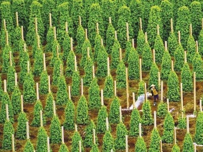 Hoàng Anh Gia Lai liên tục bị thu hồi dự án