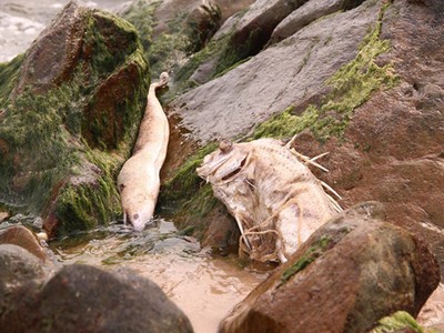 Cá chết ở ven 4 tỉnh miền Trung. Ảnh: Đức Hùng.