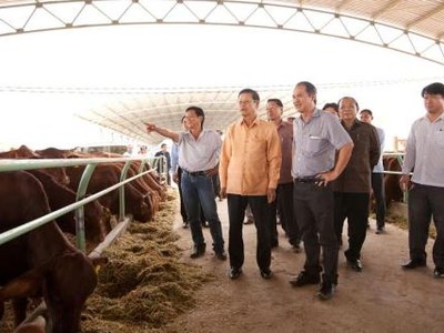 Bầu Đức sắp chế biến thịt và cho ra mắt thương hiệu thịt bò riêng.