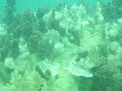  San hô ở khu vực hòn Sơn Chà (Thừa Thiên Huế) chết trắng do chất độc từ công ty Formosa thải ra môi trường biển. Ảnh: VAST.