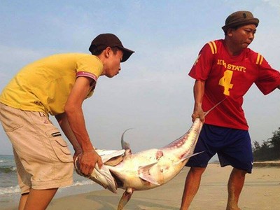 Cá biển chết hàng loạt ở miền Trung vào tháng tư. Ảnh: Đắc Đức