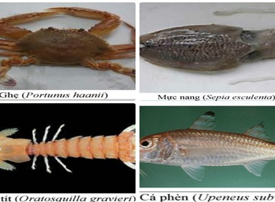  154 loại hải sản miền Trung khuyến cáo không nên ăn