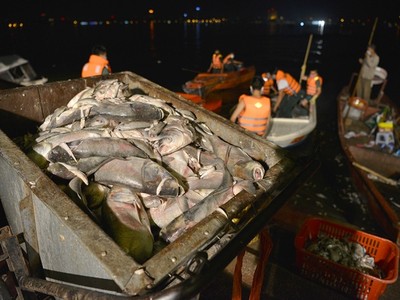  Xuyên đêm giải cứu cá hồ Tây