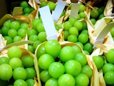 Nho mẫu đơn Nhật đầu mùa có giá tới 3 triệu đồng một kg. 