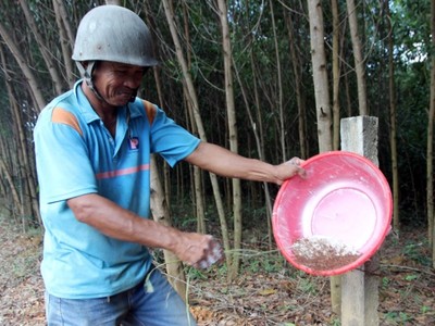 Săn trứng kiến kiếm tiền triệu ở Quảng Nam